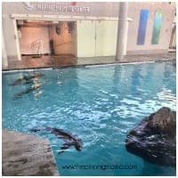 Atlantic Seals at the Boston Aquarium