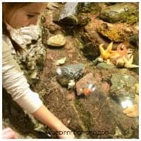Touch Tank at the Boston MA
