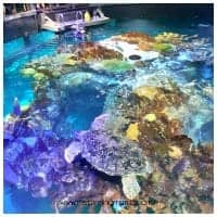 Giant Ocean Tank, Boston Aquarium
