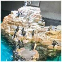 The penguins exhibit at the Boston Aquarium.