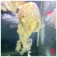 Sea Jellies at the Boston Aquarium.