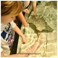Shark and Ray Touch Tank Boston Aquarium