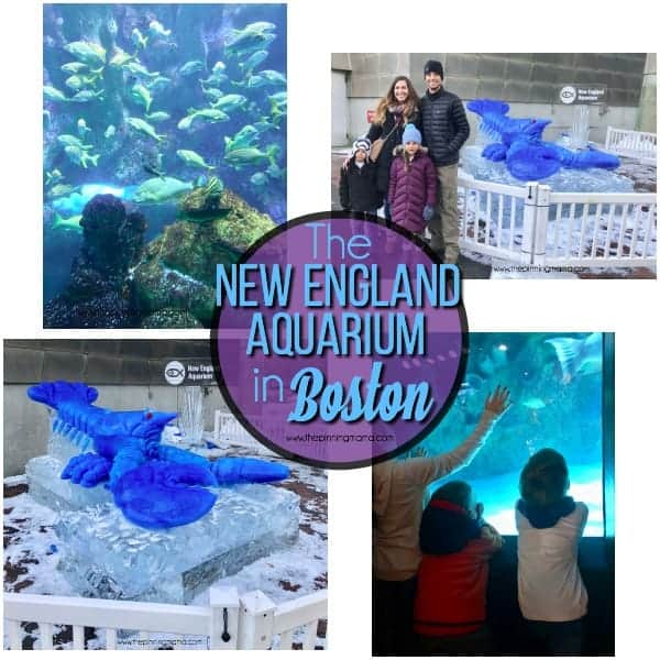 Your guide on visiting the New England Aquarium in Boston MA.