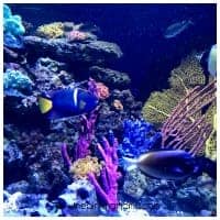 Tropical Aquariums at the Boston Aquarium