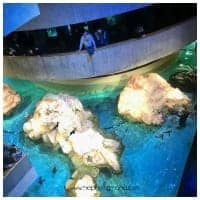 Walkway and lookout in the Boston Aquarium.
