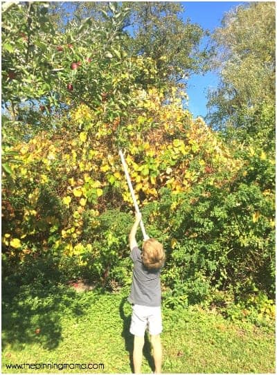 Pick some delicious and fresh apple at Rocky Brook Farms in Middletown RI.