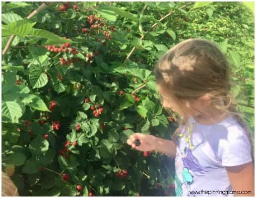 Berry Picking at Sweet Berry Farm Middletown RI.