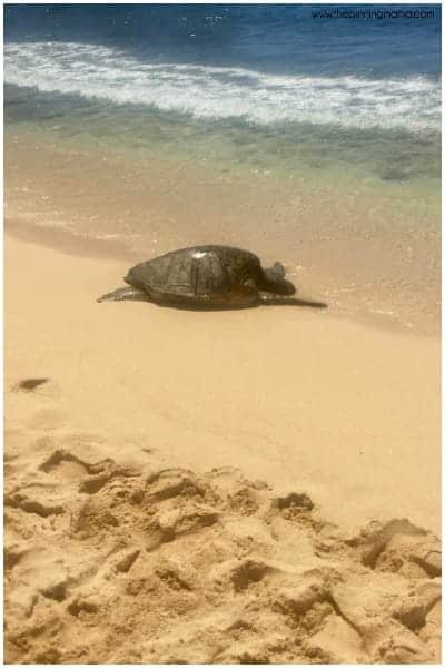 Catch a sea turtle basking in the sun at Poipu Beach Kauai.